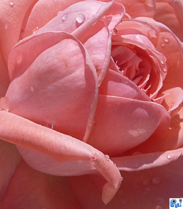 pink rose